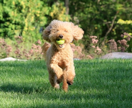 Hund läuft mit Ball im Maul Richtung Kamera